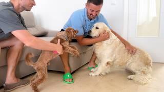 Golden Retriever Meets Poodle Dog for the First Time!