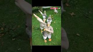 how possible duck dancing #sorts #sortvideo #viralshort #cow #dance #foryou #ai #edit #funny