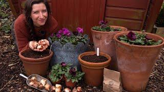 Spring Bulb Planting - Bulb Lasagne - Rodent Proofing Pots /  Homegrown Garden