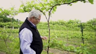 Between The Vines   Marquette Grapes Trellis System