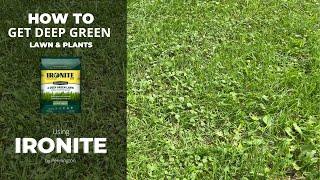 How to FIX your Lawn and turn plants Deep Green with Ironite.