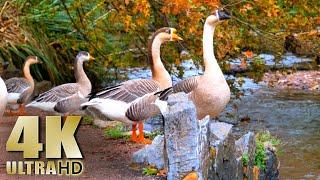 Feeding Geese on a River - Featuring Black Swans, Pekin Ducks, Mallards - Nature Relaxation Video