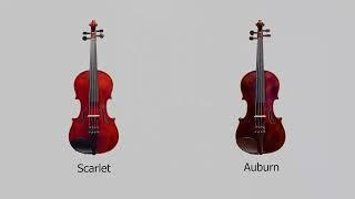 Antonio Strad - Dynasty Violin, Auburn - Product Details