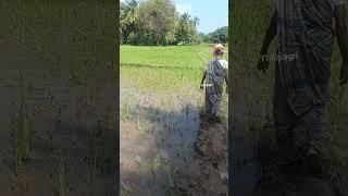 paddy field visit #agriculture #cottonfarm #farming #paddy