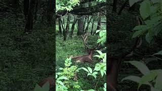 Smokey Mountain National Park Elk