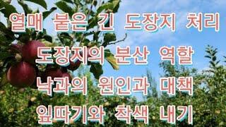 [사과재배]10월 수확 근접 사과 핵심정리  도장지.적엽.착색.해충방제.낙과apple