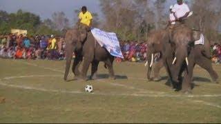 Elephants play a football match in Nepal