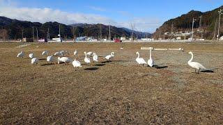 片岸公園のオオハクチョウ  岩手県釜石市 2025年1月4日