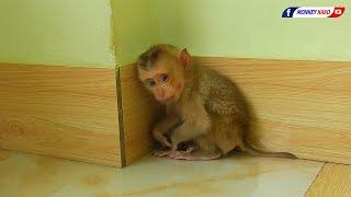 Rescue A Poor Baby Monkey | Welcome New Home For Orphan Baby Monkey