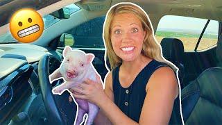 I Got a Mini Pet Pig! ( What Was I Thinking!)