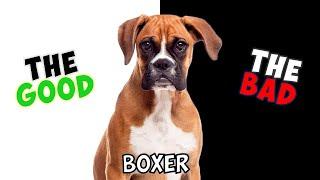 BOXER Dog - PROS & CONS