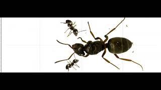 Анимация. Как матки Lasius umbratus зaхватывают колонии Lasius niger.