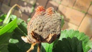 Grey mould on strawberries, an easy organic control method..