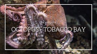 Curious Octopus Stole My GoPro at Tobacco Bay Bermuda VLOG 2021 ¦ Cansu Ongel ¦ Bermuda 2021