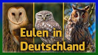 Eulen in Deutschland einfach erkennen | Rufe und Aussehen