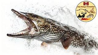 The Quest for Pikeasaurus - Northern Pike Fishing!