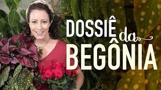 Dossiê da BEGÔNIA