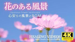 [Healing] Scenery with flowers VOL.2 (6 hours) / Relax and recover your tired mind and body.