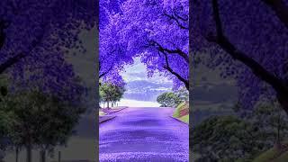 beautiful flowers status  nutan status // #status #nature #4k #whatapp #whatappstatus #flowers
