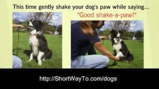 Home dog training lessons: how to train a dog video course