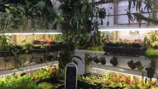 JANUARY HIGHLAND GREENHOUSE TOUR: ORCHIDS, CARNIVOROUS PLANTS, HOYA AND MORE1080p