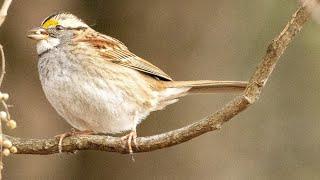 My First Warbler of the Year! Lake Ontelaunee & Gring's Mill | Big Birding Year 2025: Episode 5