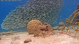 Harbour Village Bonaire Coral Reef