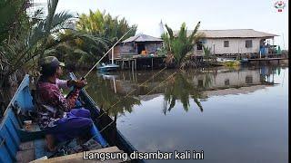 Thank God... unexpected luck, found a river inhabited by many Mangrove jack fish