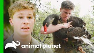 Robert Irwin Rescues an Entangled Black Swan | Crikey! It's the Irwins