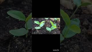 Sankupushpam|Aparajita flower|the mystical flowers that bloom only for the Gods #shorts