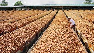 No Creerás Cómo se Produce la Nuez y Qué se Elabora con Ella