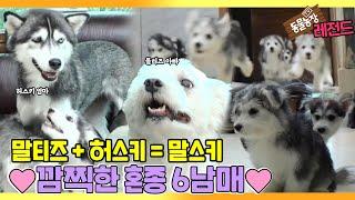 [TV 동물농장 레전드/SUB] ‘몰티즈+허스키=말스키 6남매’ 풀버전 다시보기 #TV동물농장 #AnimalFarm #SBSstory