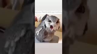 Funny owl tag your friend #INNOVATIVEISLIVE