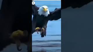 A Swift Strike Eagle Snatches Fish From The River#SwiftStrike#EagleCatch