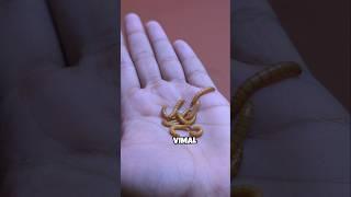 Fish k liye Vimal (mealworms) #fish #animal #pets #funnyanimals