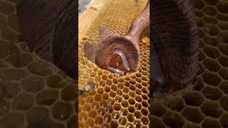 Raw honey  #shorts #honey #harvesting #wildhoney #relaxing #viral2024