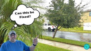 How to fix a leaning tree from a Hurricane.