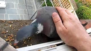 Stroking a wild Woodpigeon