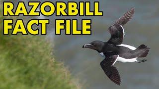 Razorbill: Fact File (British Wildlife Facts)