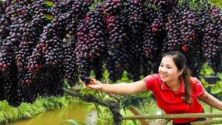 Harvesting Earl of Darkness GRAPES & Go to Market Sell | Giant black grapes grow only in the dark