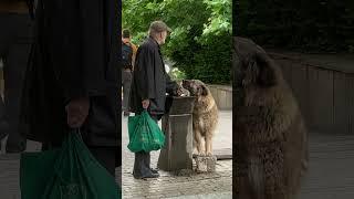 Good Samaritan Helps Thirsty Dog Drink Water From Faucet