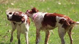 Annagh Irish Red and White Setters