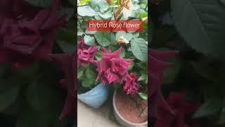 #garden #flowers #rose #gardening #nature #ytshortsvideo #trending #flowergarden #youtubeshorts