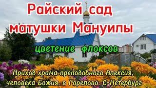 Райский сад матушки Мануилы. Цветение флоксов.