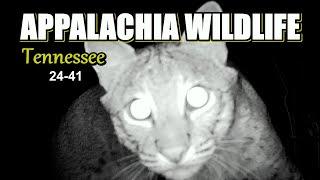 Appalachia Wildlife Video 24-41 of AS THE RIDGE TURNS in the Foothills of the Great Smoky Mountains