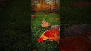 2.Grund mehr Licht im Stall #nature #adventure #music  #chicken #rooster #zucht #hühner