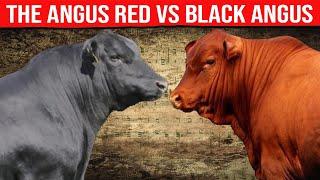 ⭕ANGUS RED VS BLACK ANGUS Which Is The Best Option To Produce Meat  Biggest Bulls And Cow