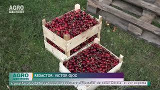 Piața rusă, mai puțin pretențioasă pentru cireșele din Moldova – AGRO TV News