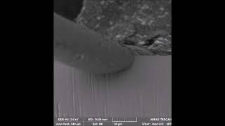 In-situ SEM single hair shaving experiment