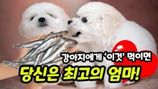 강아지가 먹으면 좋은 음식 【feat. 강아지가 먹어도 되는 과일│강아지가 먹어도 되는 채소】